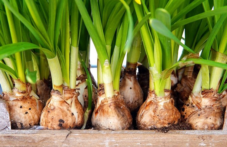 Blumenzwiebeln und Stauden – wann anpflanzen?